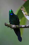 Green-crowned Brilliant