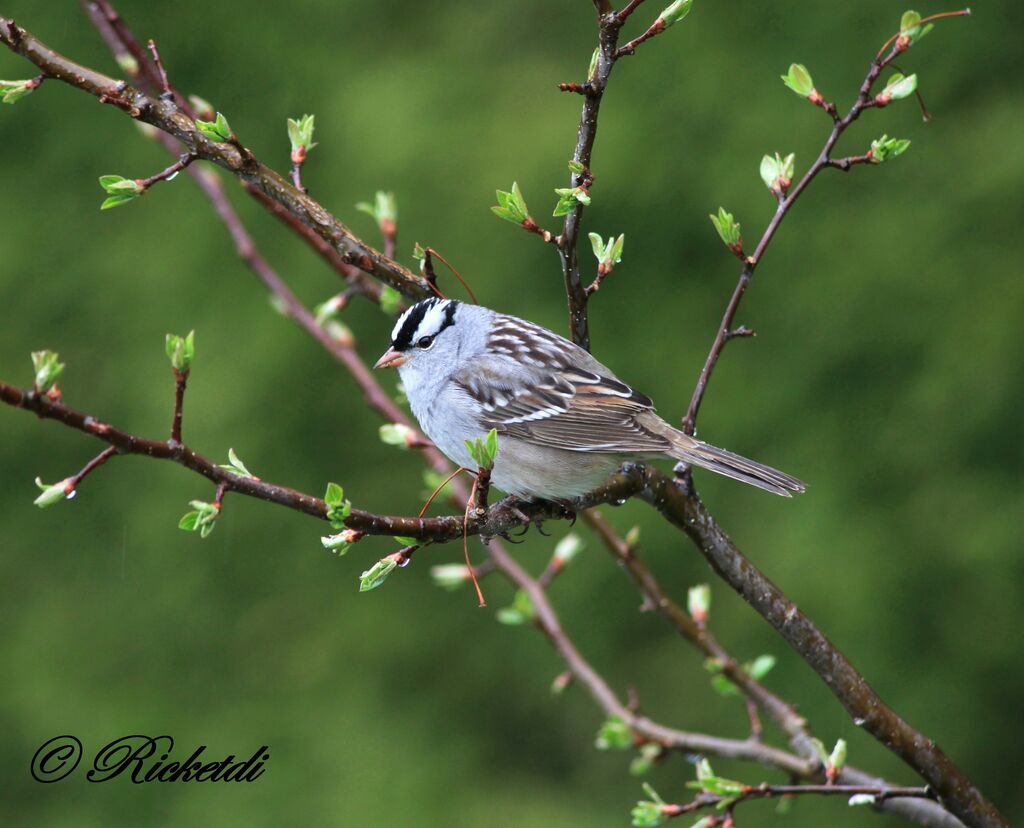 Bruant à couronne blanche