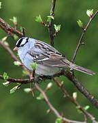 White-crowned Sparrow