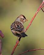 White-crowned Sparrow