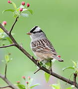 White-crowned Sparrow