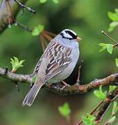 White-crowned Sparrow