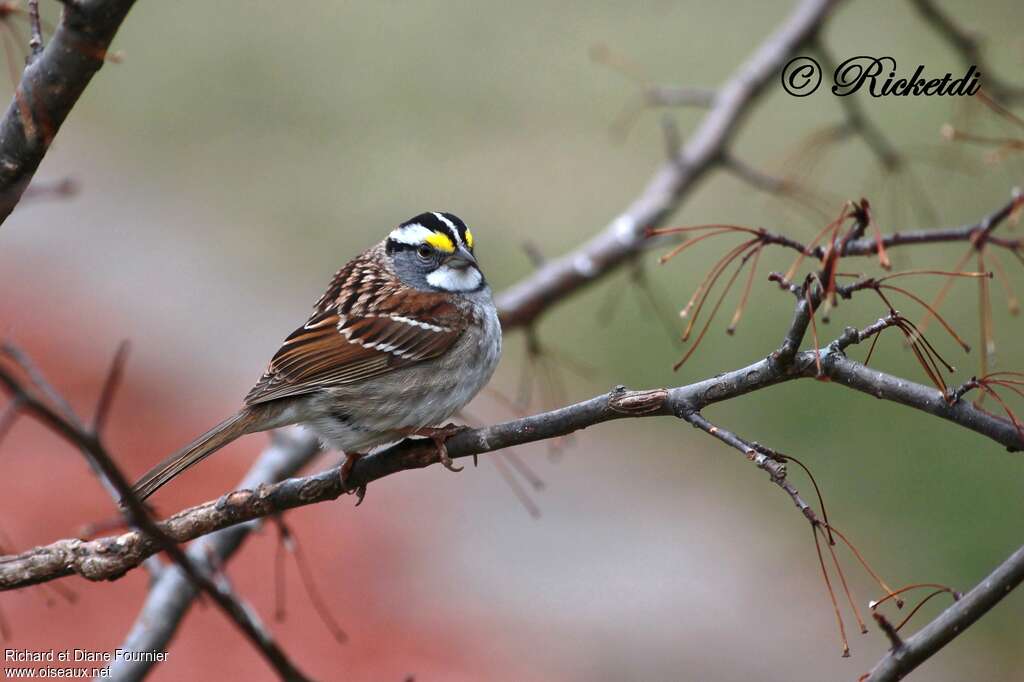 White-throated Sparrowadult, pigmentation