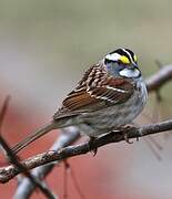 White-throated Sparrow