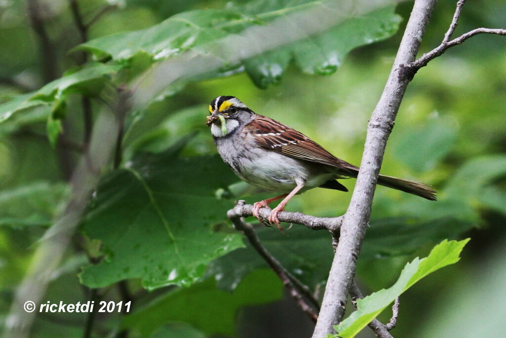 White-throated Sparrow