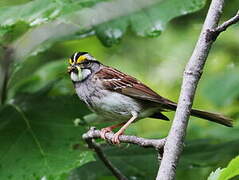 White-throated Sparrow