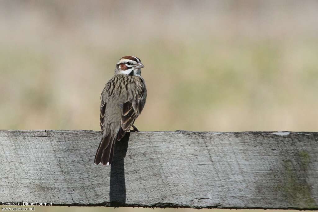 Lark Sparrowadult, pigmentation