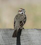 Lark Sparrow