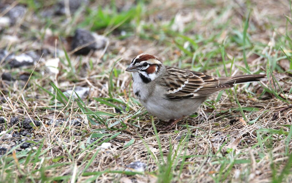 Bruant à joues marron