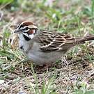Bruant à joues marron