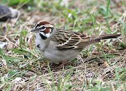 Lark Sparrow