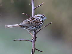 Song Sparrow