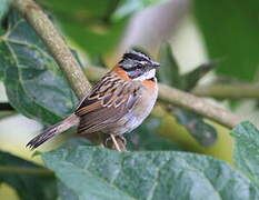 Rufous-collared Sparrow