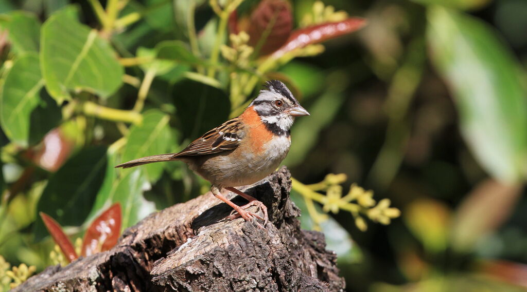 Rufous-collared Sparrow