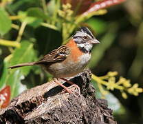 Rufous-collared Sparrow