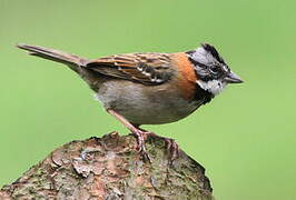 Rufous-collared Sparrow