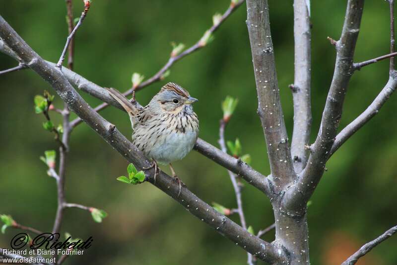 Lincoln's Sparrow, habitat, pigmentation