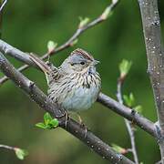 Lincoln's Sparrow