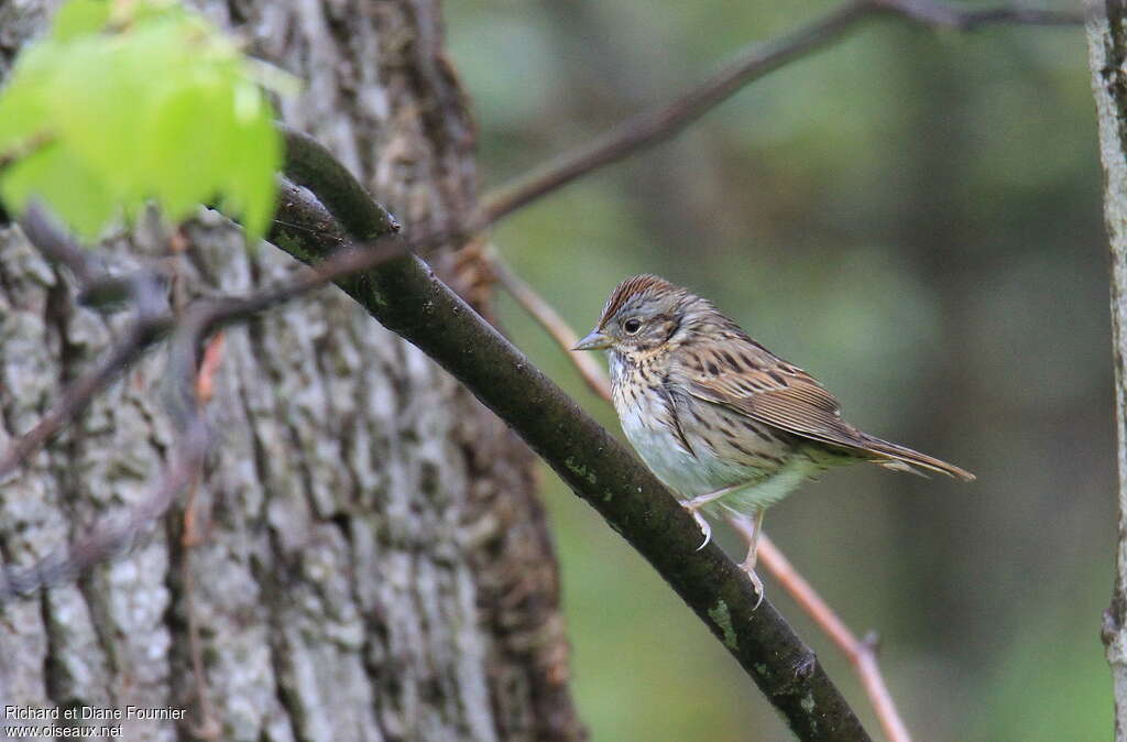 Bruant de Lincolnadulte, identification