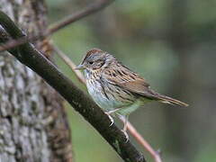 Lincoln's Sparrow