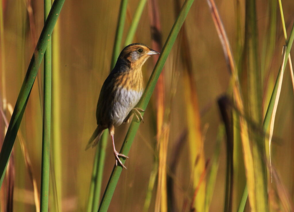 Nelson's Sparrow