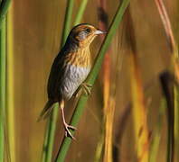 Nelson's Sparrow