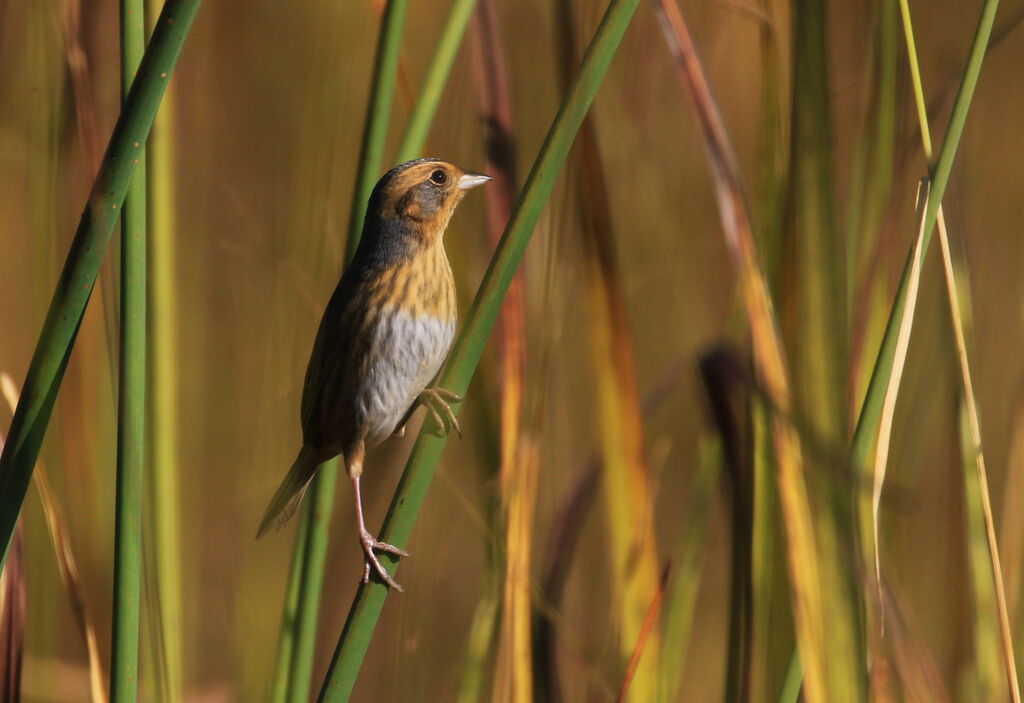 Nelson's Sparrow