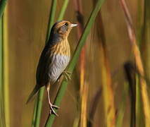 Nelson's Sparrow