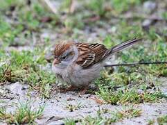 Field Sparrow