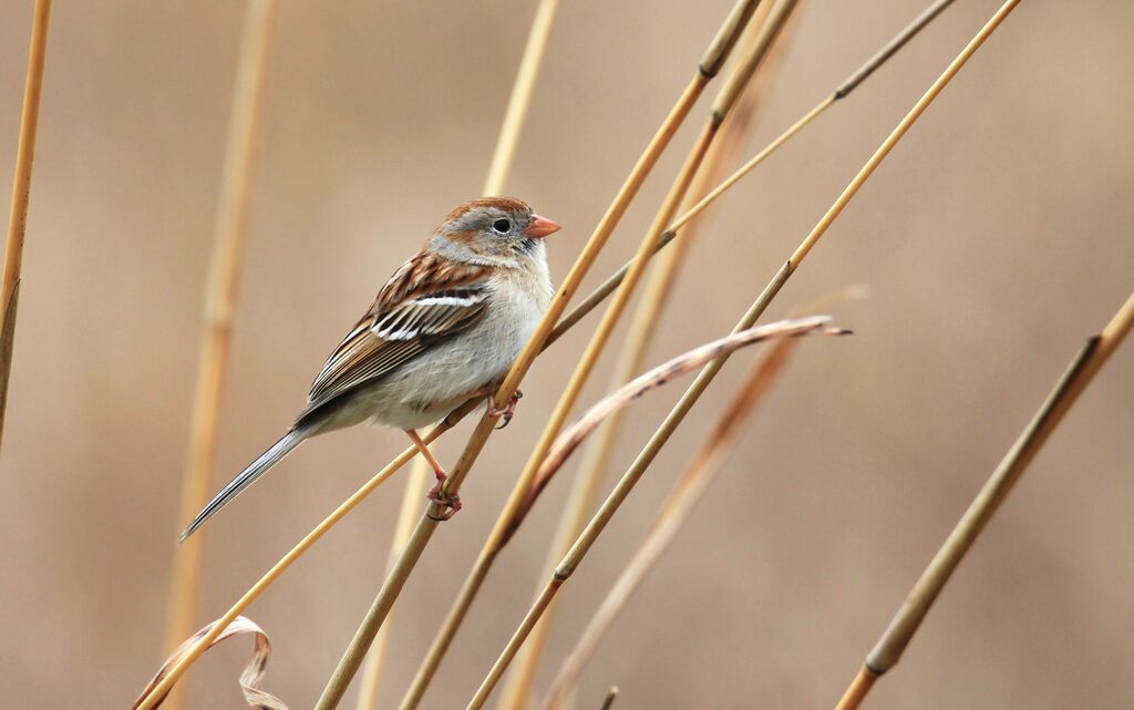 Field Sparrow