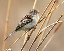 Field Sparrow