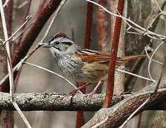 Swamp Sparrow