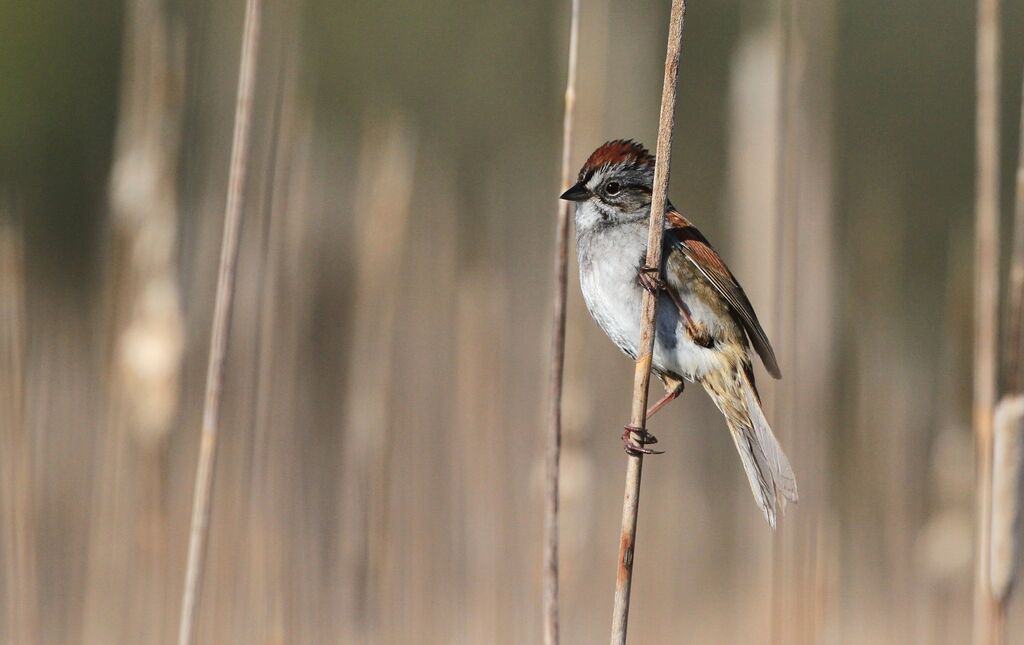 Swamp Sparrow