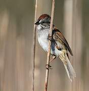 Swamp Sparrow