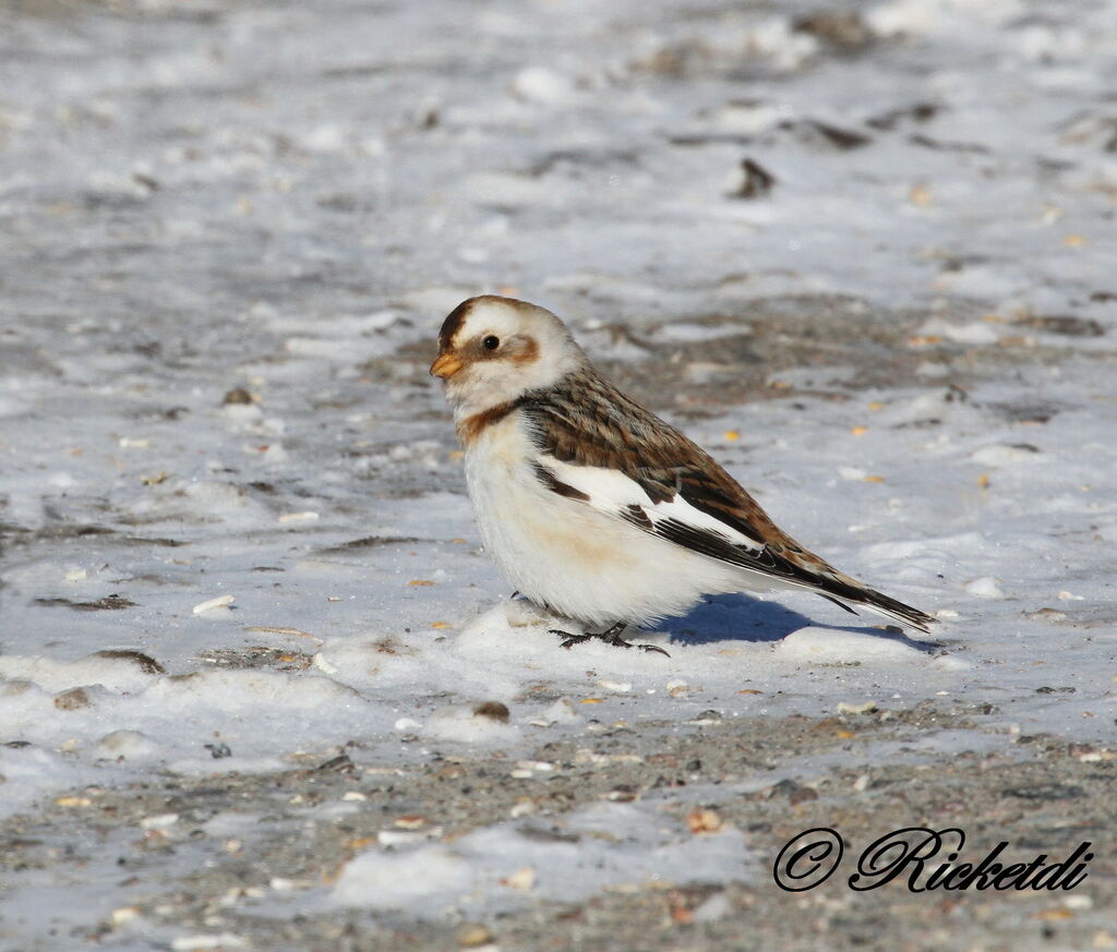 Bruant des neiges