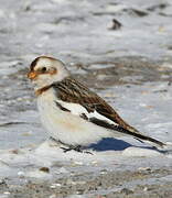 Snow Bunting