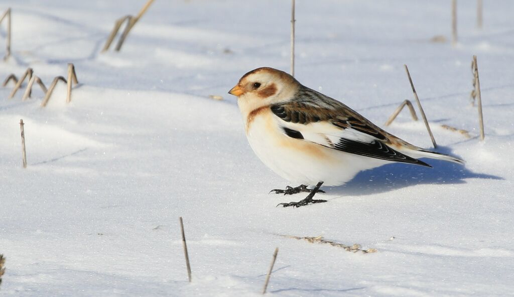 Bruant des neiges