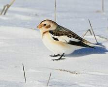 Snow Bunting