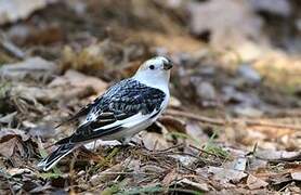 Snow Bunting