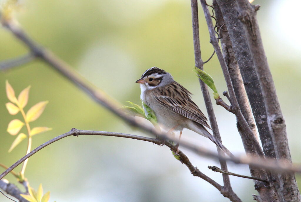 Clay-colored Sparrow