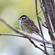 Clay-colored Sparrow