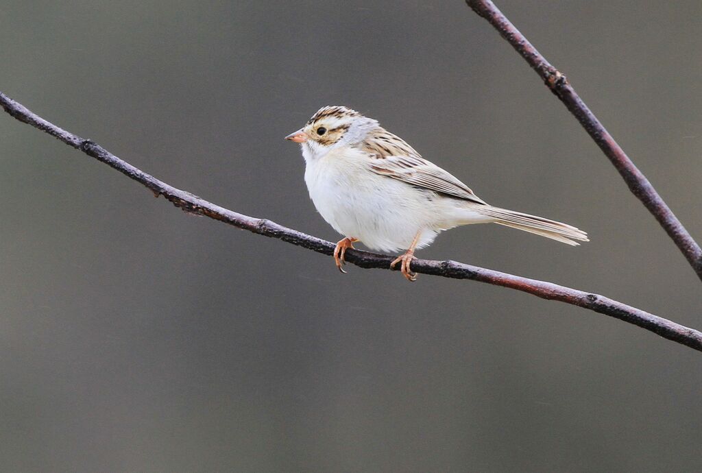 Clay-colored Sparrow