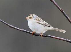 Clay-colored Sparrow