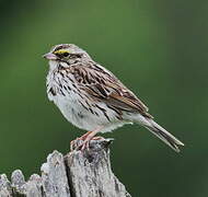 Savannah Sparrow