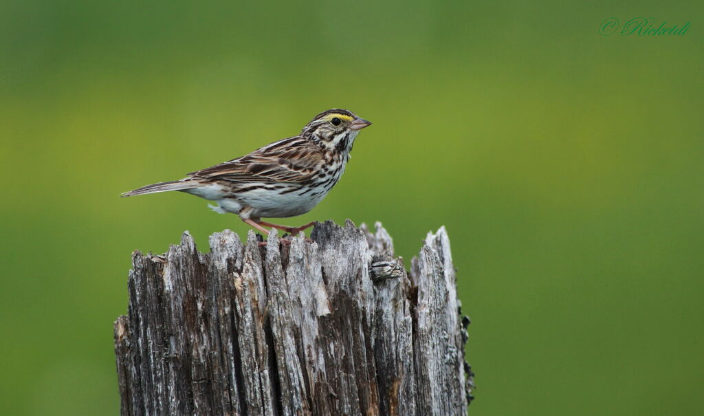 Savannah Sparrow