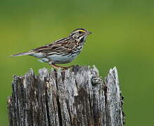 Savannah Sparrow