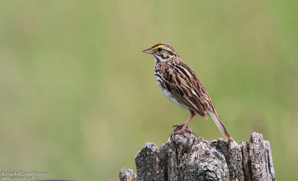 Bruant des présadulte, identification