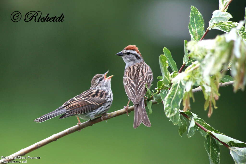 Chipping Sparrow, pigmentation, Behaviour