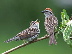 Chipping Sparrow