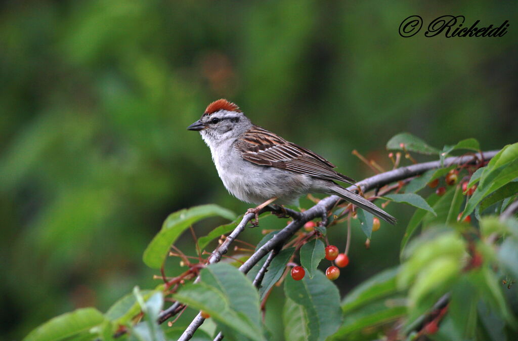 Chipping Sparrow